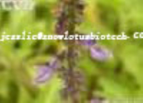 Coleus Forskohlii Extract